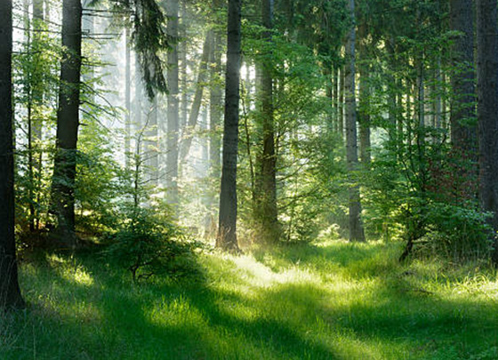 peaceful forest glade