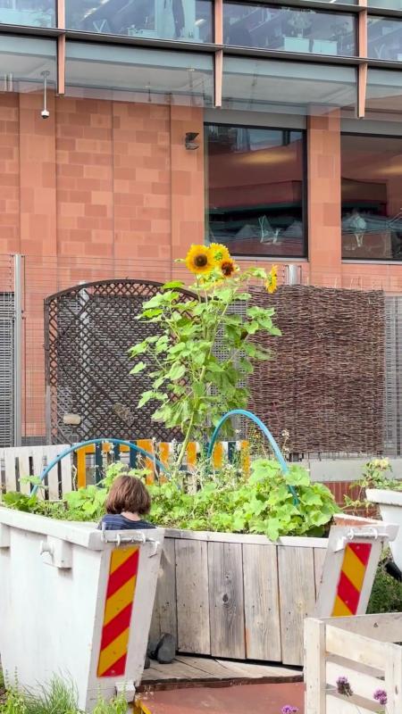 Sunflowers 